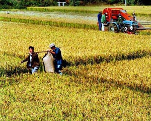 如何设计满足需求的农村住房？这种设计怎样体现实用与美观？
